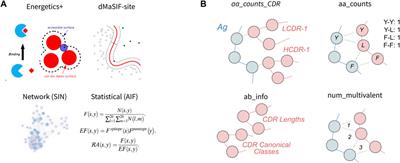 Learned features of antibody-antigen binding affinity